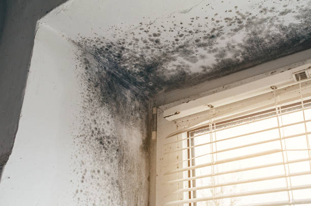 Trusted Attic Mold Removal service in Bridgewater, VA - Cheap Mold Removal