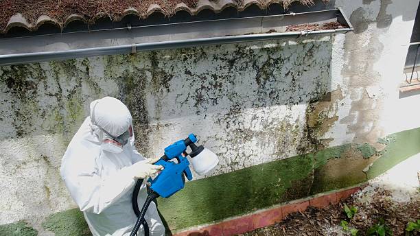 Trusted Basement Mold Remediation service in Bridgewater, VA - Cheap Mold Removal